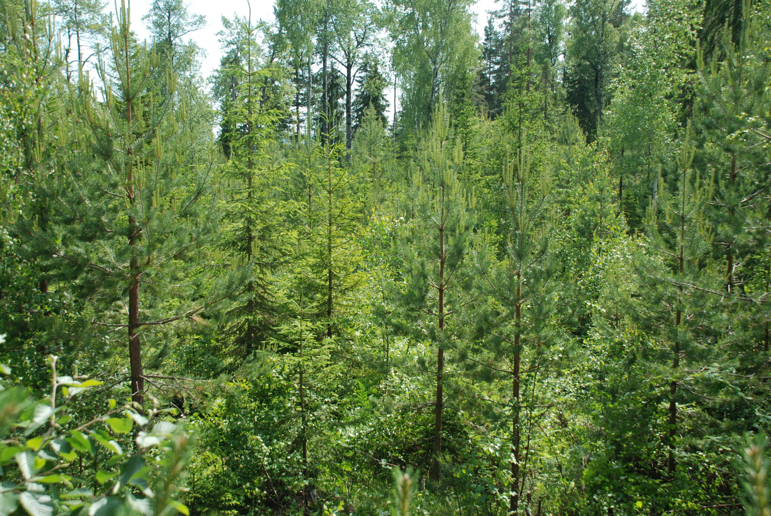 Barblandingsskog – nytt nettkurs!