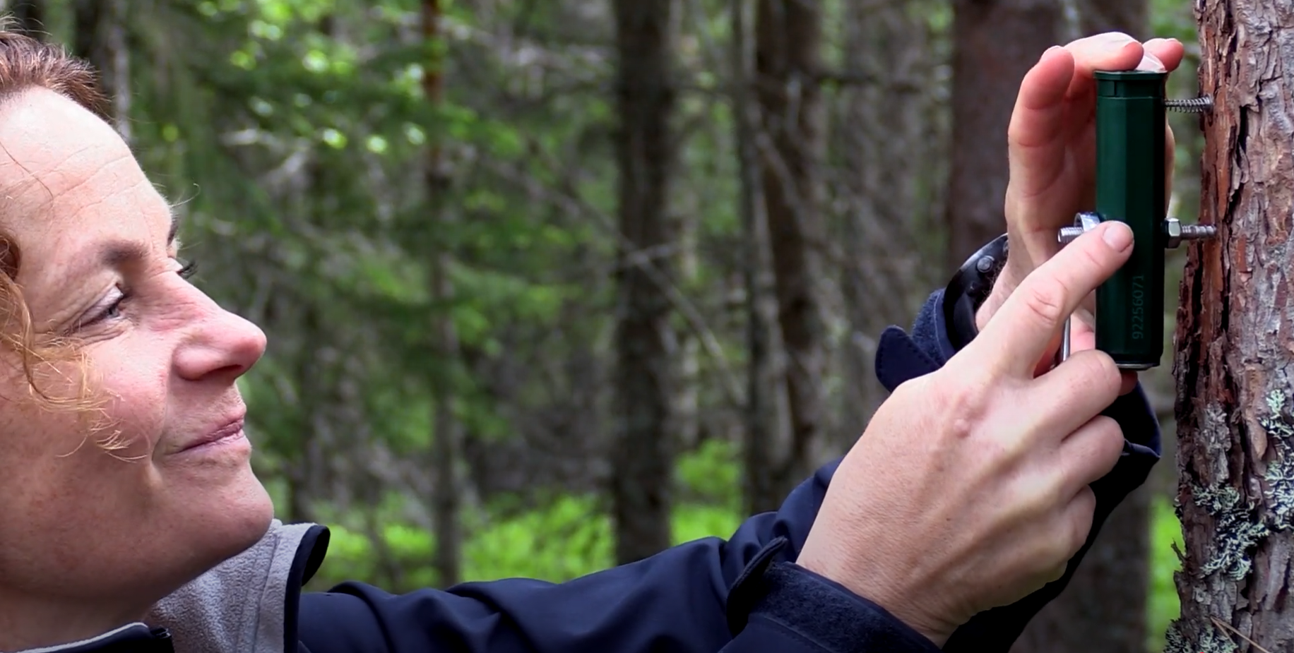 Ny og bedre innsikt i&nbsp;trærnes vekst