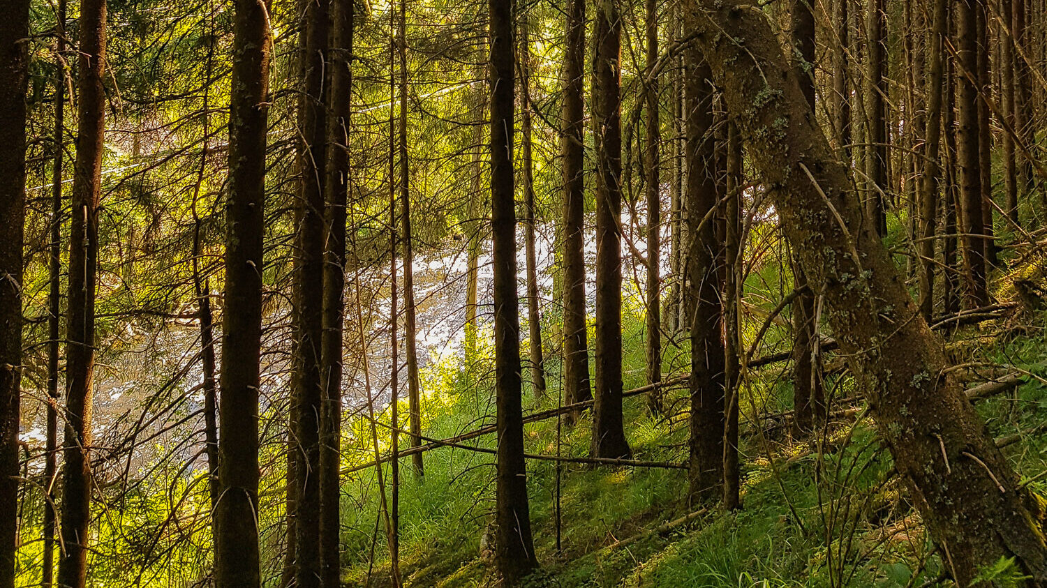 Bilde viser trær som har fallt over ende i en tett skog. stammene ligger opp på andre trær